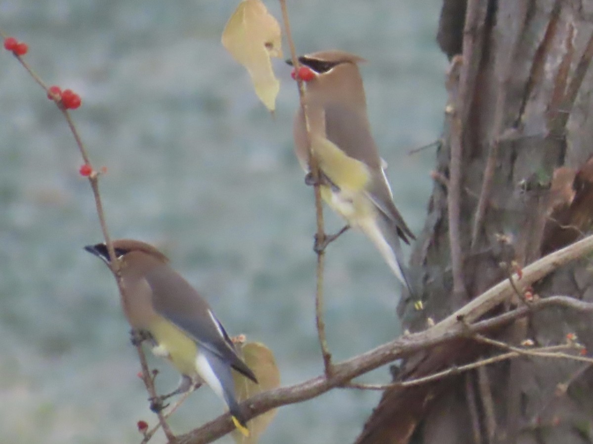 Cedar Waxwing - ML646511352