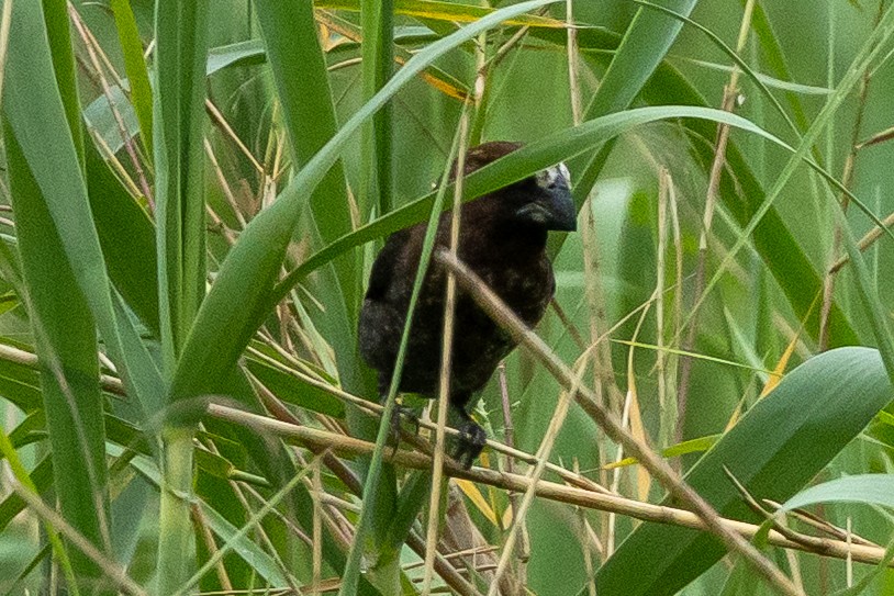 Grosbeak Weaver - ML646511355