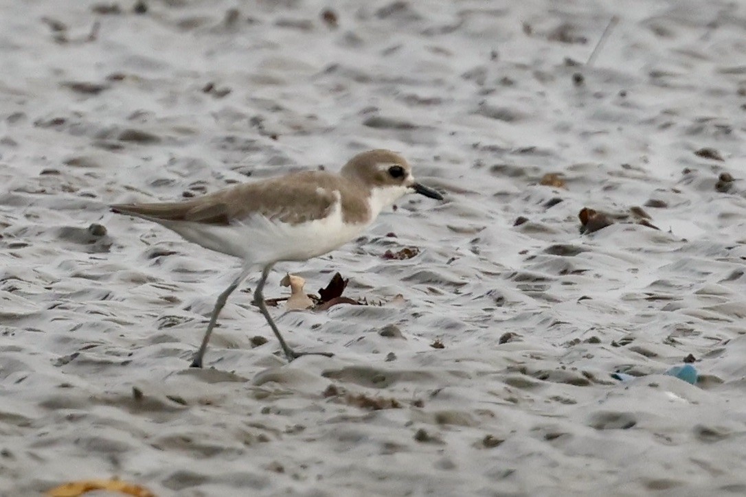 Pluvier du Tibet - ML646511356