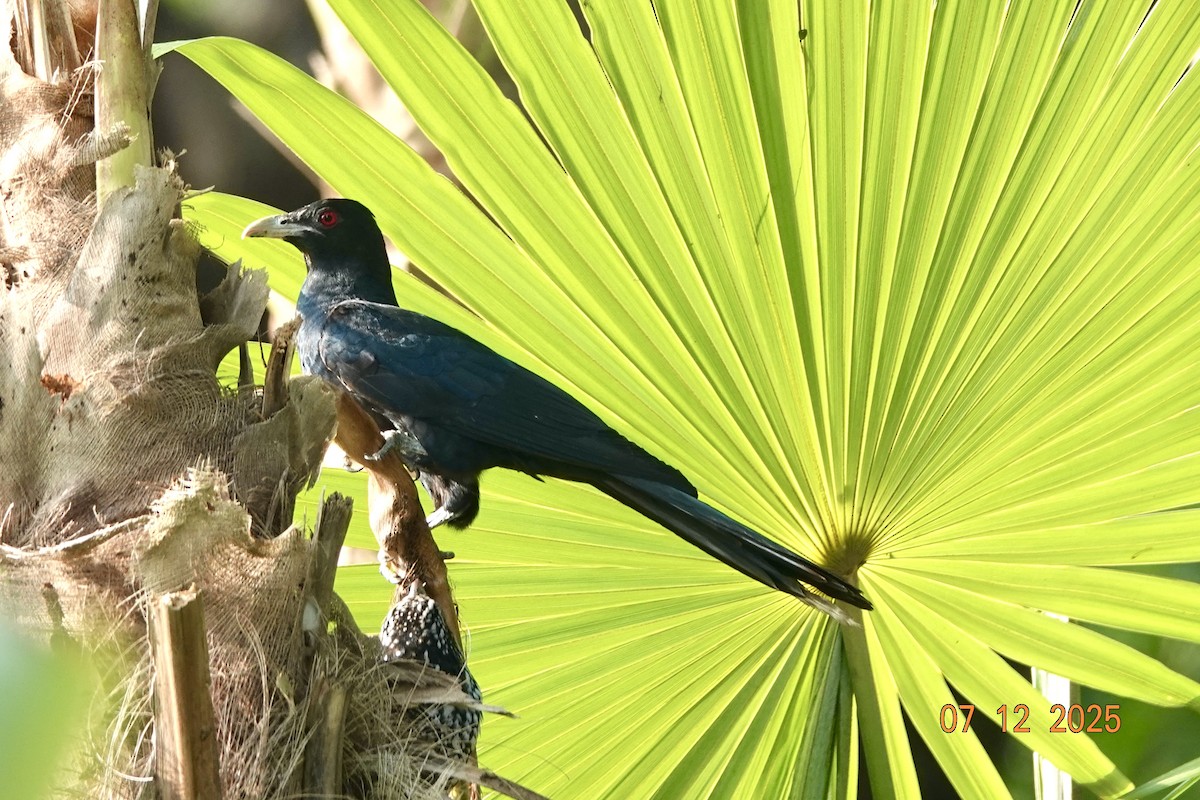 Asian Koel - ML646511362