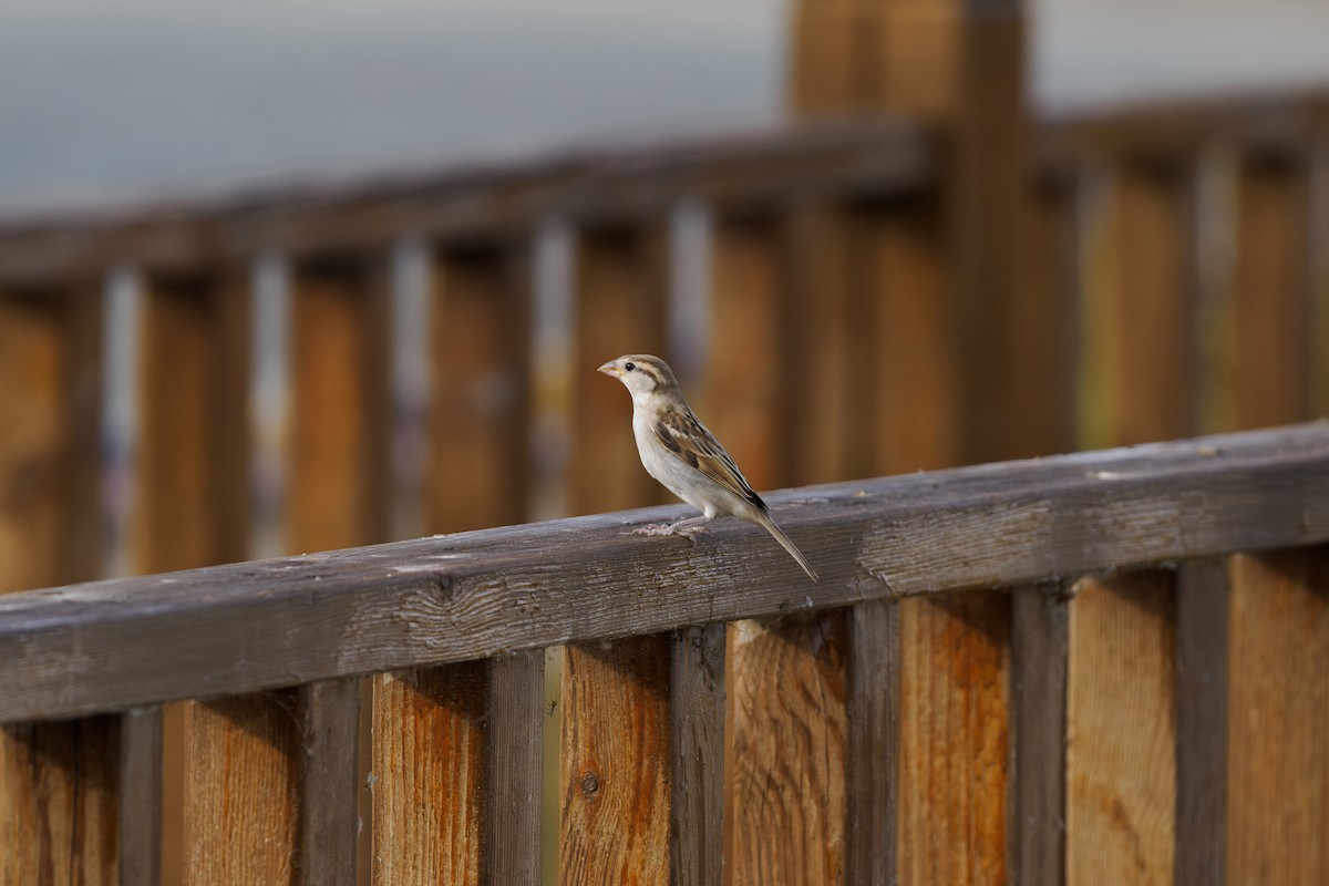 Saxaul Sparrow - ML646511367