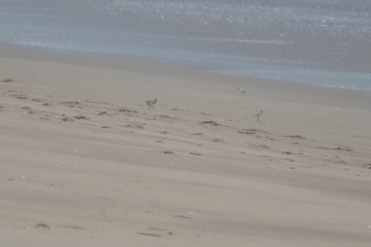 Белолобый зуёк - ML646511369