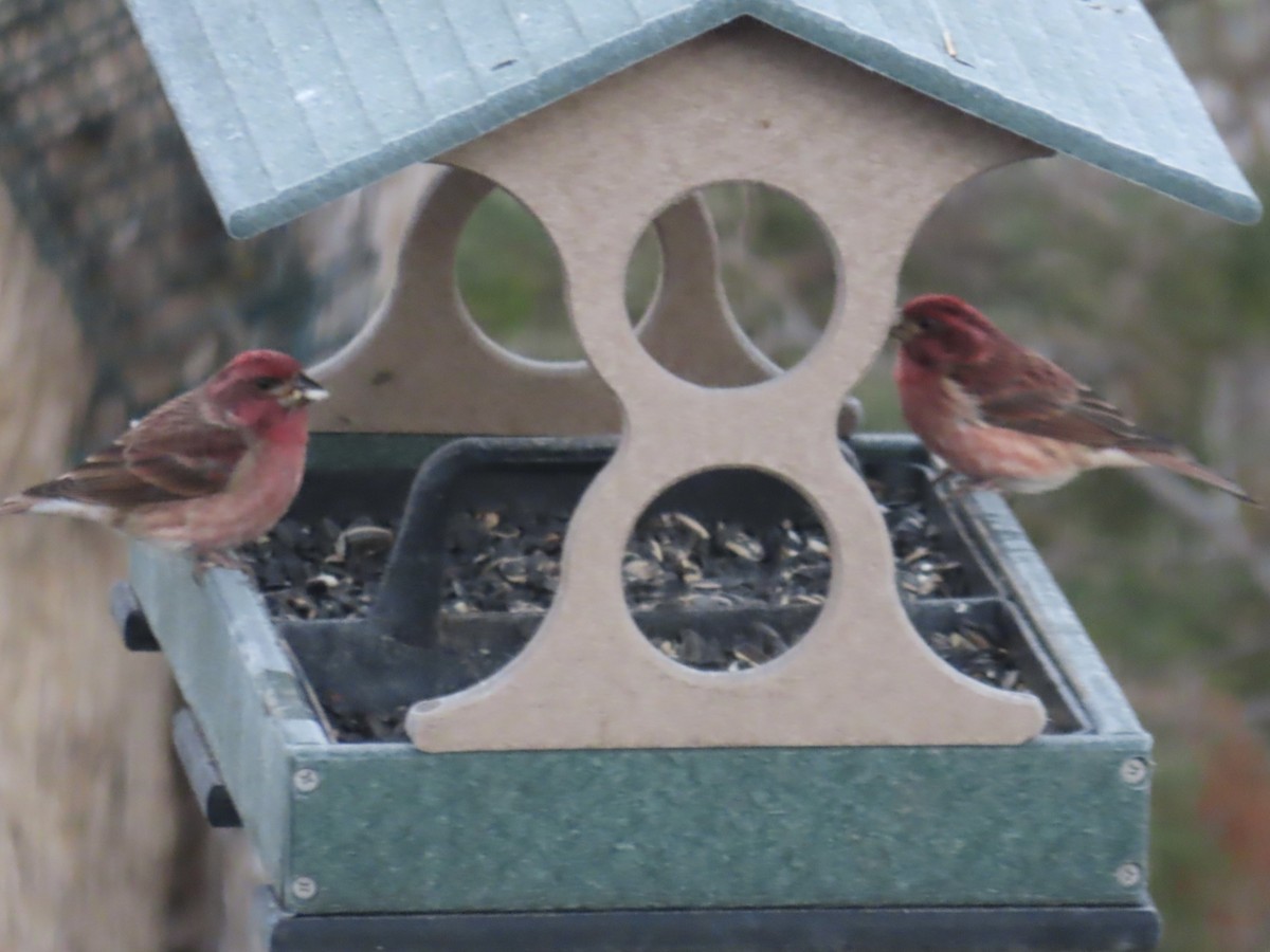 Purple Finch - ML646511372