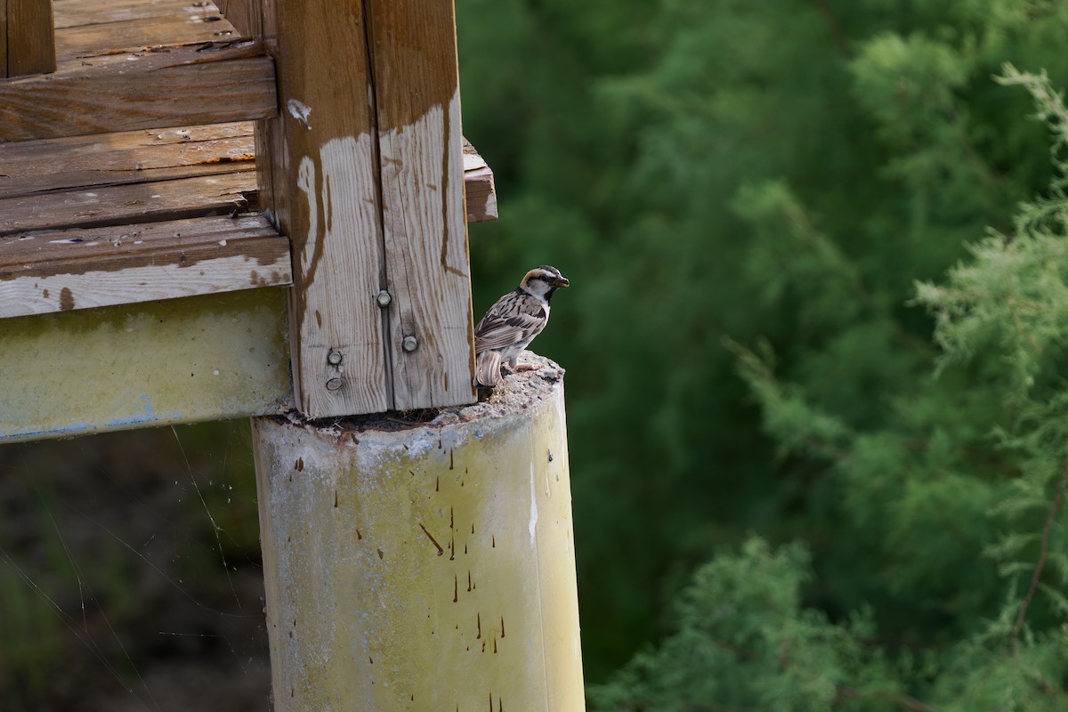 Saxaul Sparrow - ML646511374