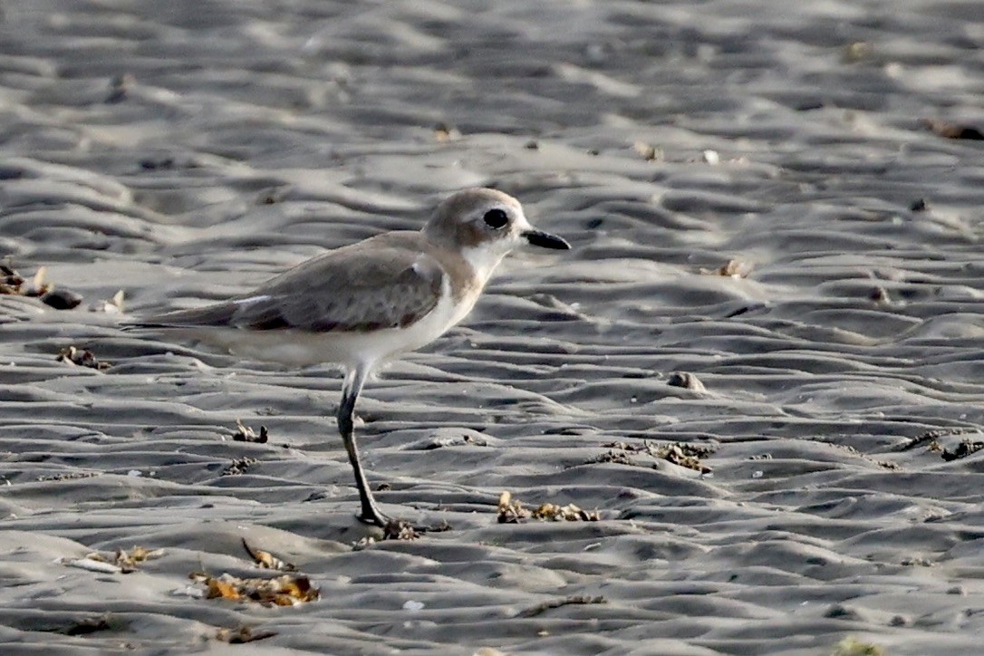 Pluvier du Tibet - ML646511376