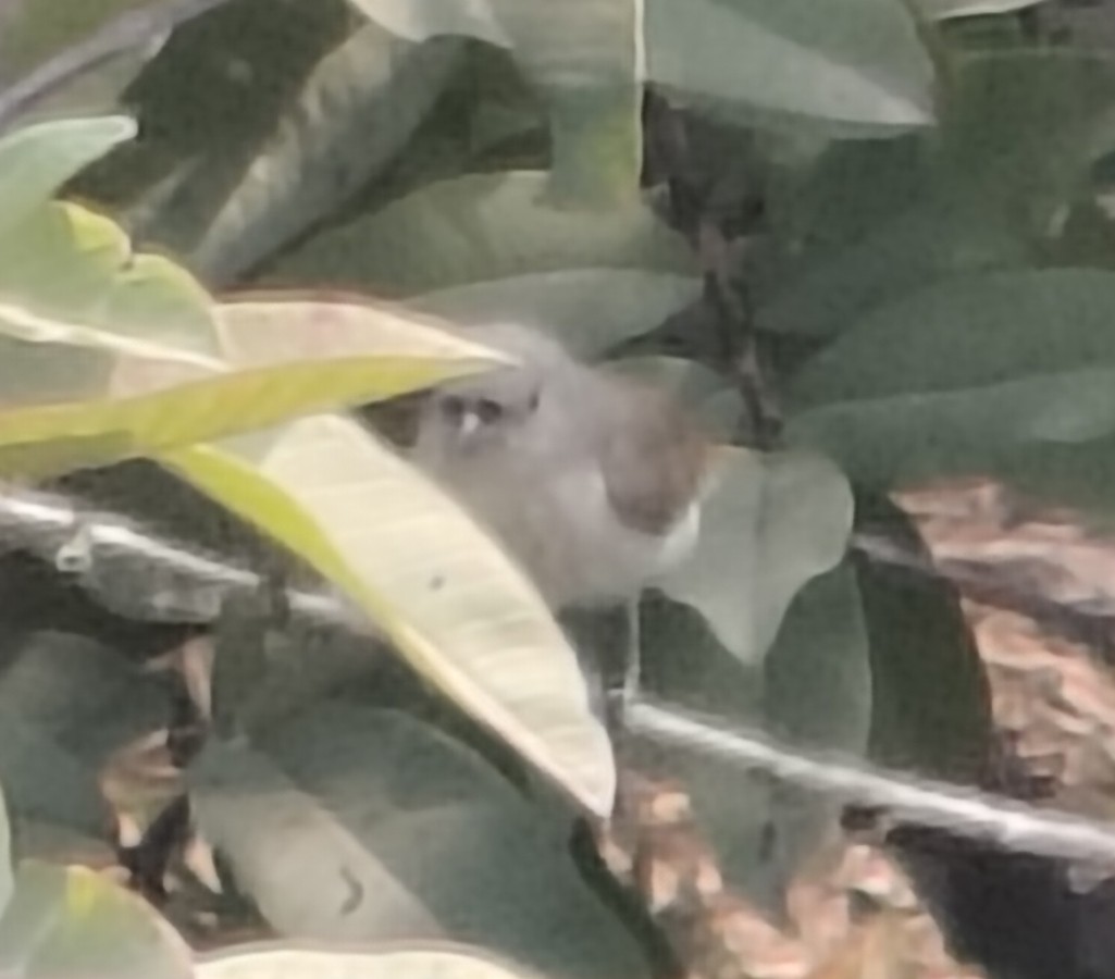 Dicée à bec épais - ML646511378