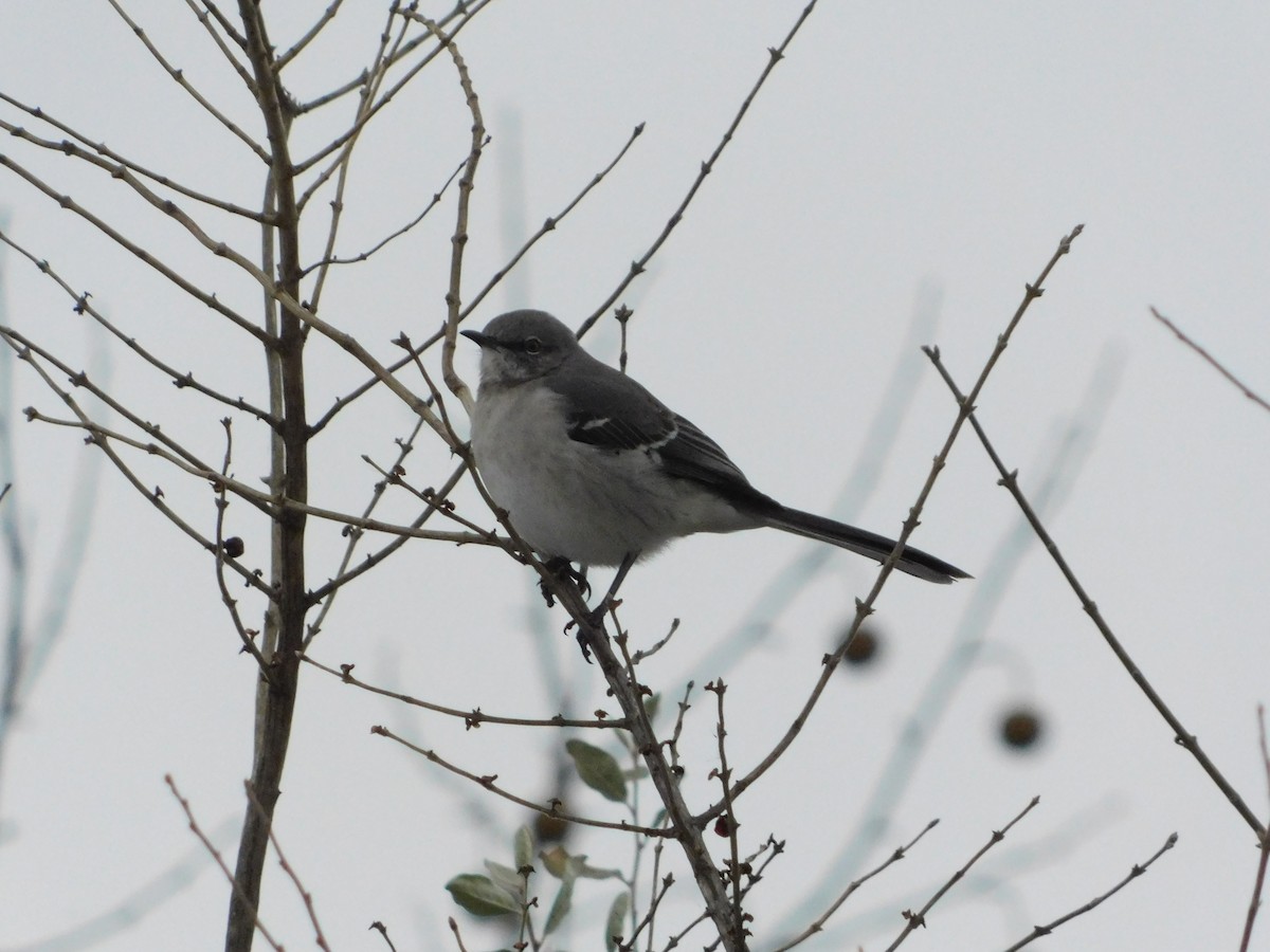 Gartenspottdrossel - ML646511379