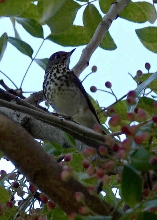 drozd rezavoocasý - ML646511384