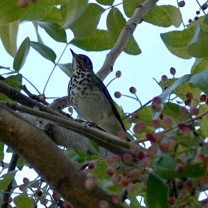 drozd rezavoocasý - ML646511385