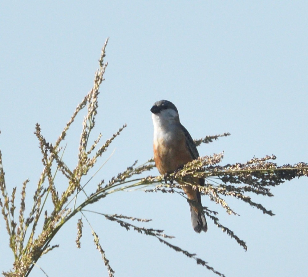 Marsh Seedeater - ML646511387