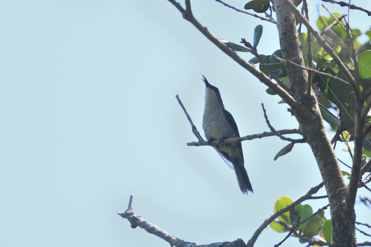 Suimanga Ratonil - ML646511389