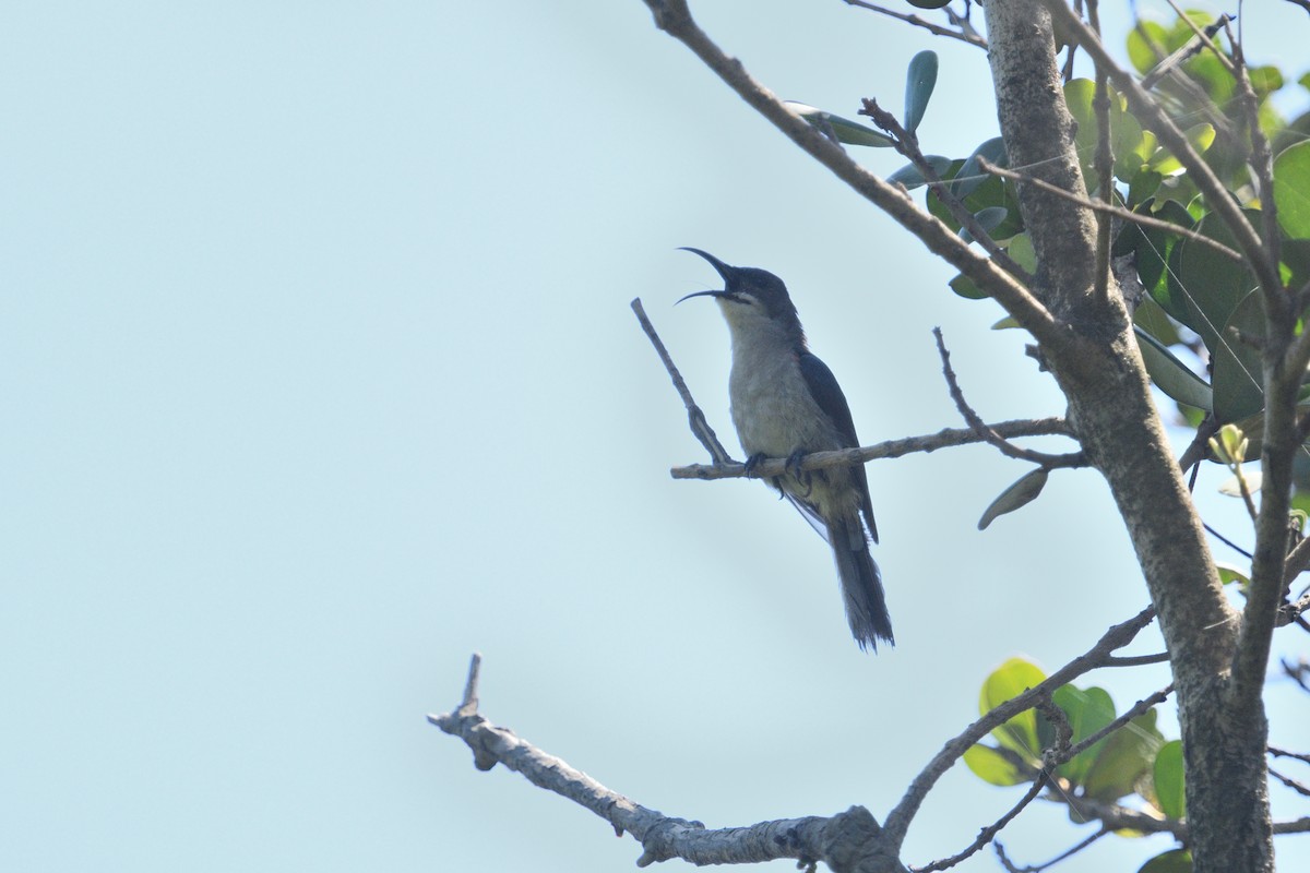 Suimanga Ratonil - ML646511390