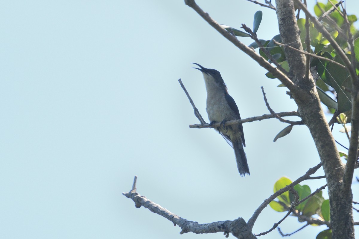 Suimanga Ratonil - ML646511391