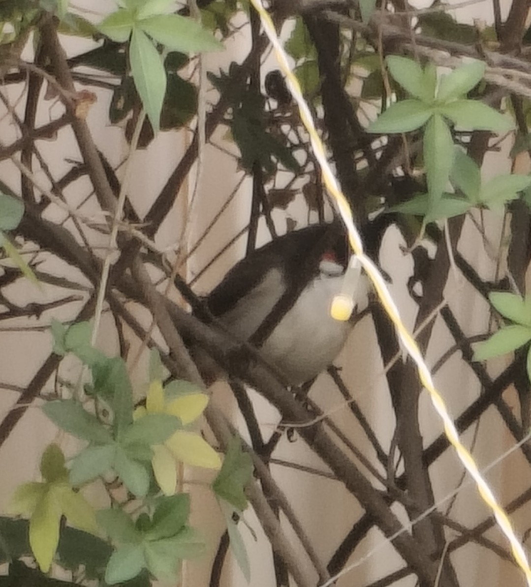 Bulbul orphée - ML646511393