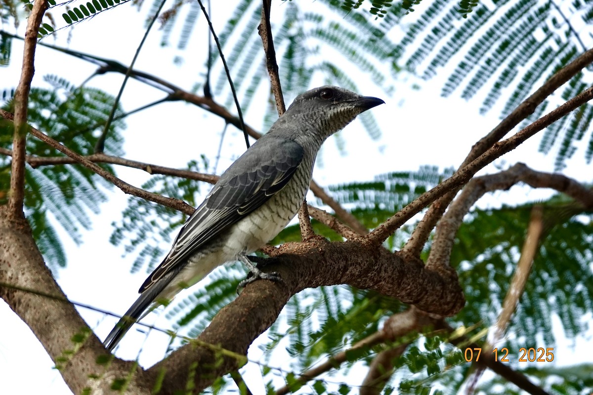 Indian Cuckooshrike - ML646511394