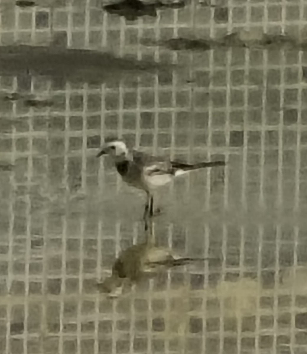 Bergeronnette grise - ML646511396