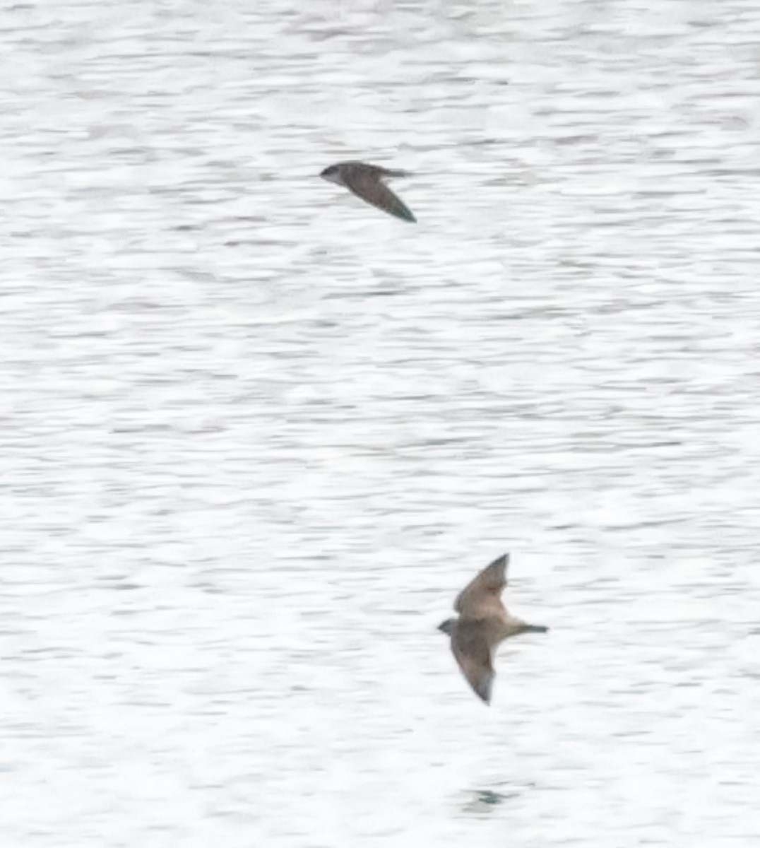 Tree Swallow - ML646511400