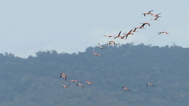 Amerika Flamingosu - ML646511401