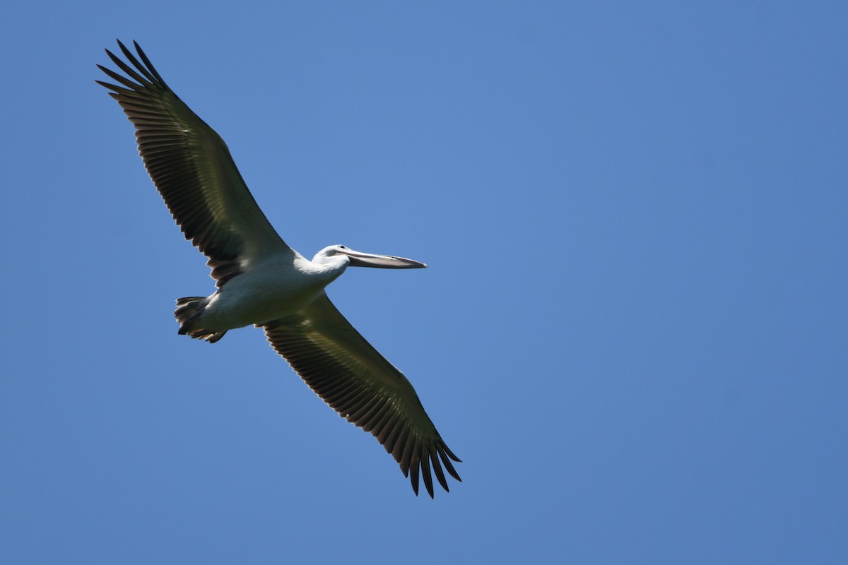 Pelícano Rosado - ML646511405