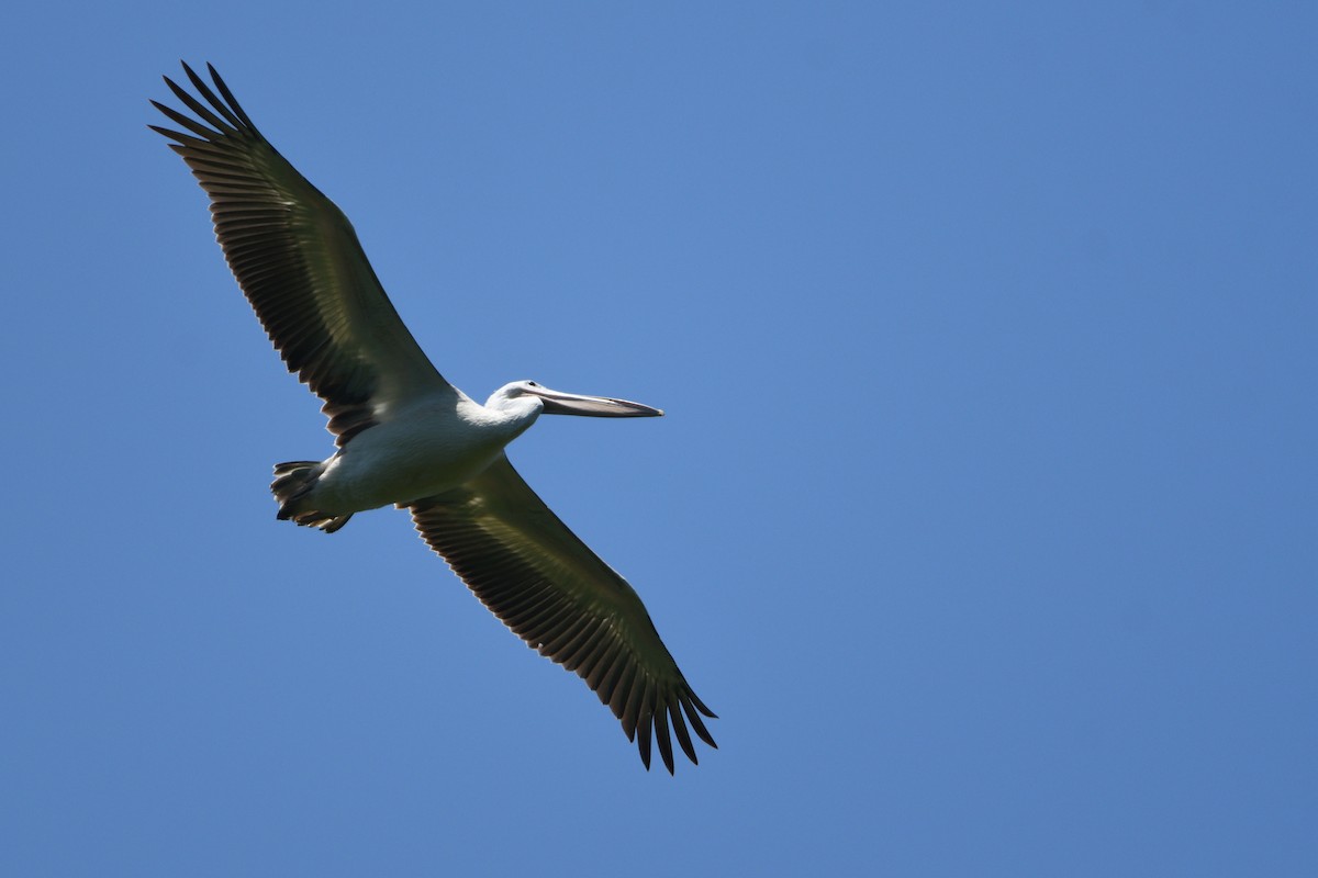 Pelícano Rosado - ML646511406
