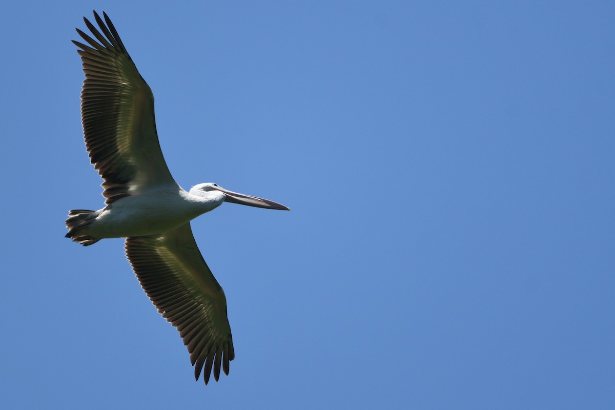 Pelícano Rosado - ML646511407