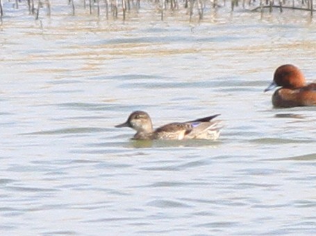 čírka modrá/obecná - ML646511408