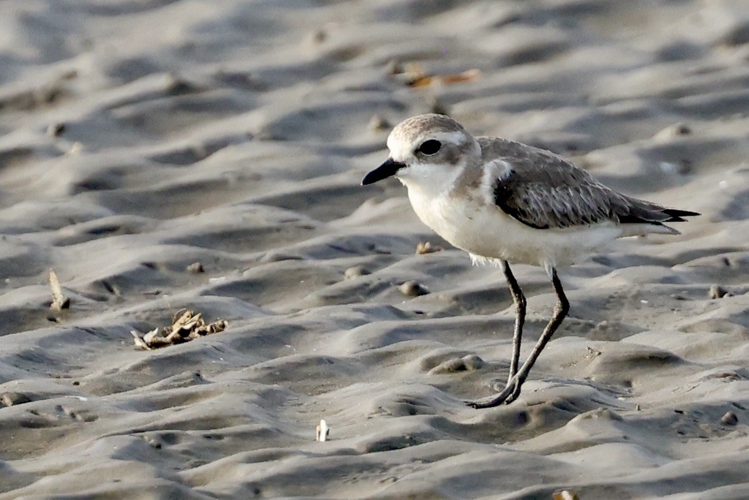 Pluvier du Tibet - ML646511411