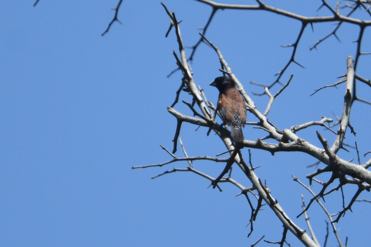 svarthodemannikin (nigriceps/woltersi) (brunryggmannikin) - ML646511422