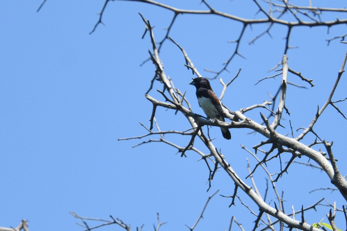 svarthodemannikin (nigriceps/woltersi) (brunryggmannikin) - ML646511423