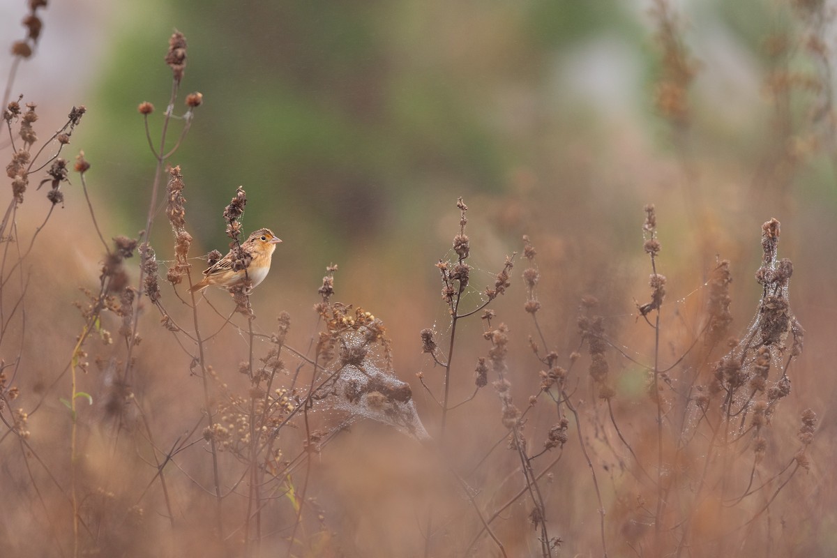Grasshopper Sparrow - ML646511425