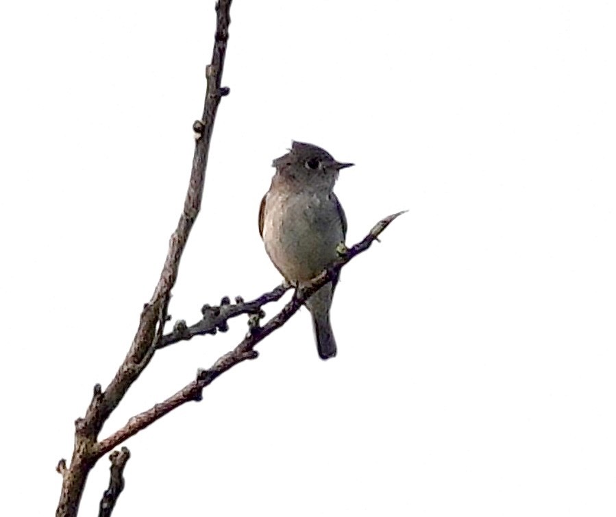Asian Brown Flycatcher - ML646511428
