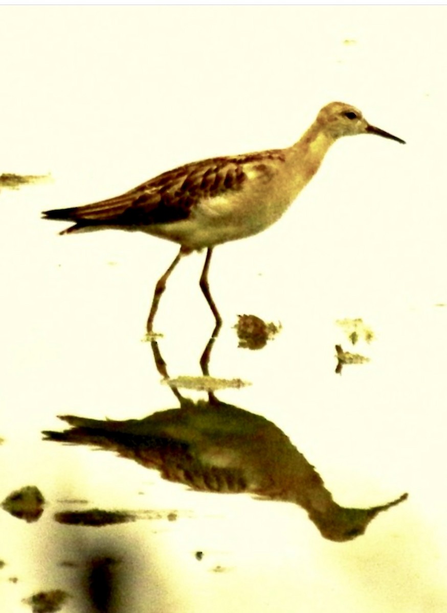 לוחם - ML646511429