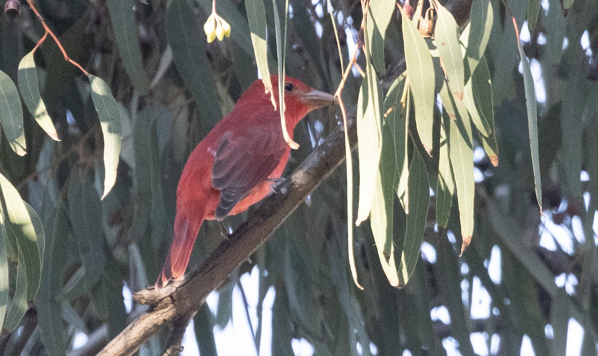 Piranga gorria - ML646511430