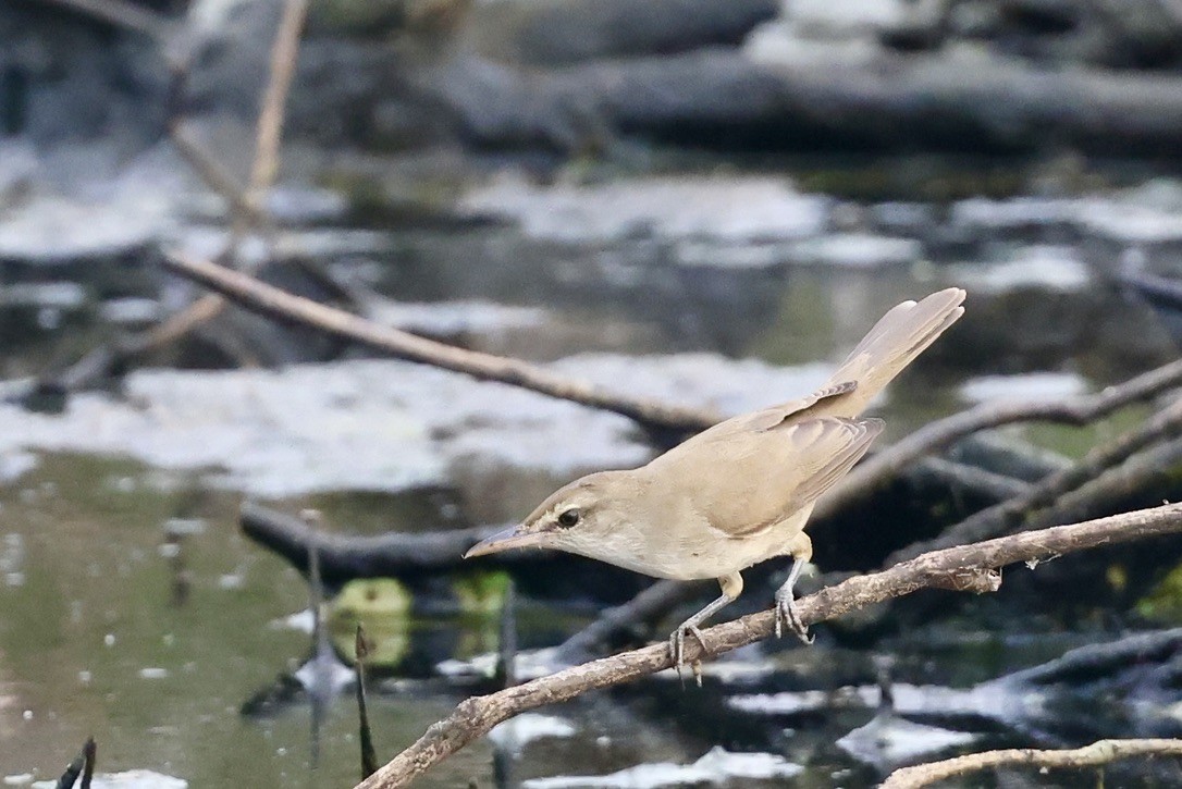 Lezkari zalapartaria - ML646511432