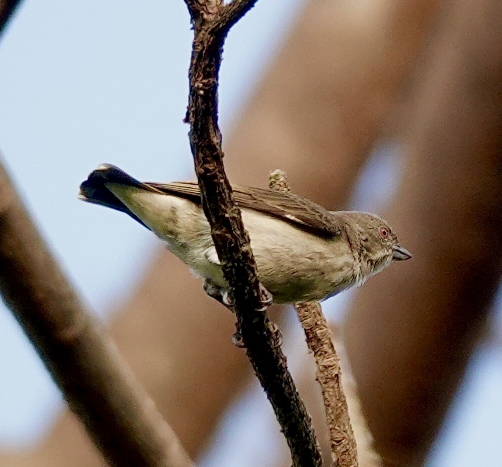 Thick-billed Flowerpecker - ML646511435