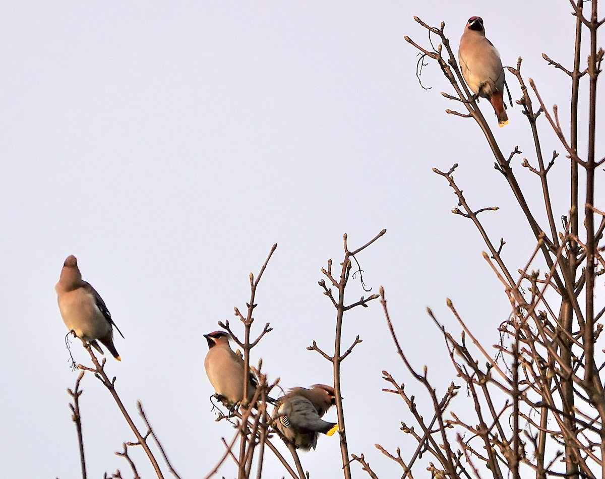 Bohemian Waxwing - ML646511436