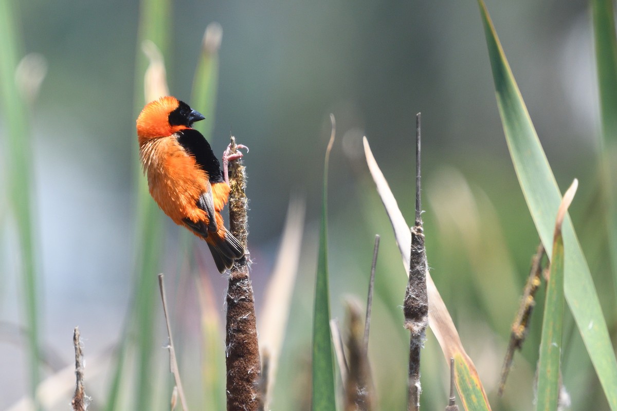 Obispo Rojo - ML646511437