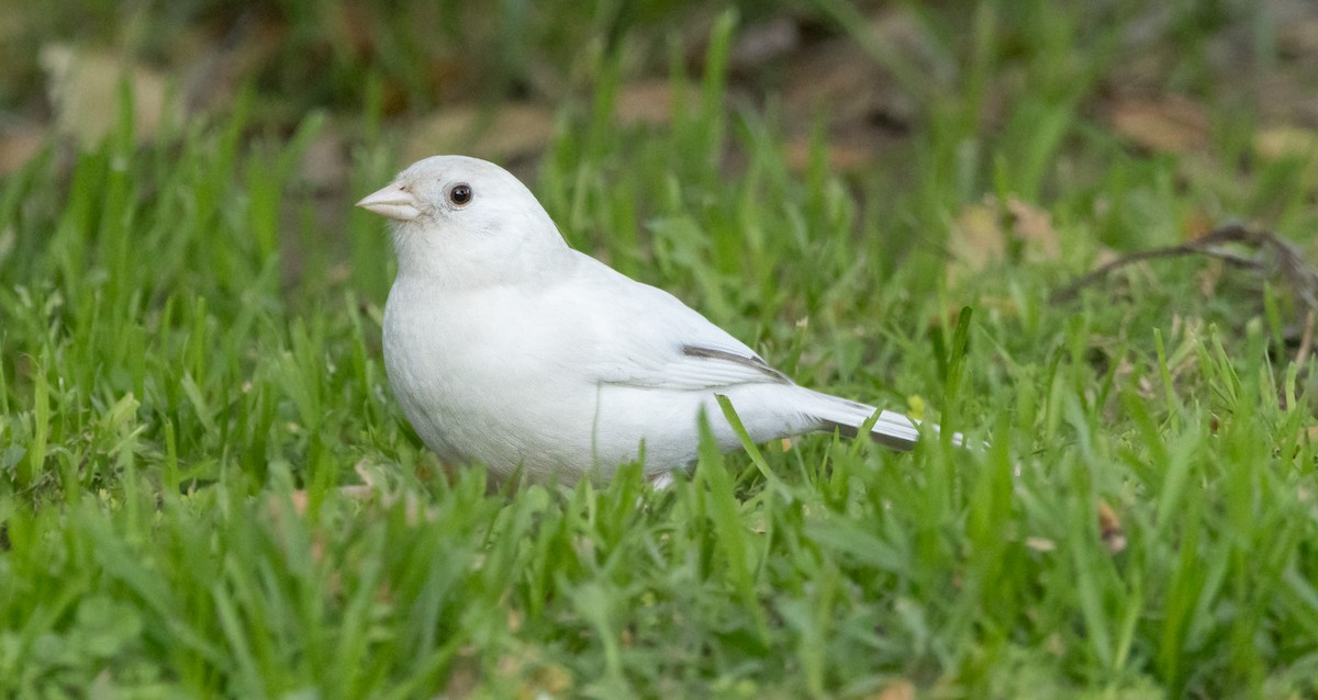 California Towhee - ML646511439