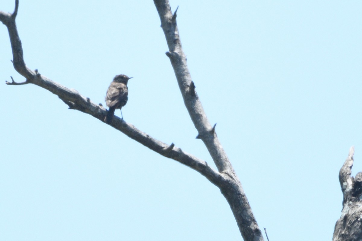 Colinegro Familiar - ML646511440