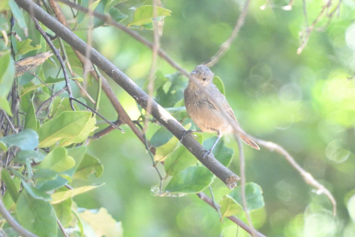 Colinegro Familiar - ML646511441