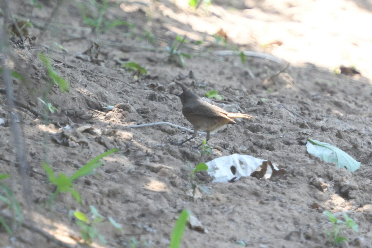 Colinegro Familiar - ML646511442