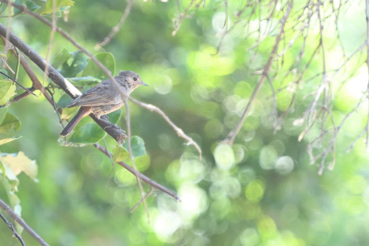 Colinegro Familiar - ML646511444