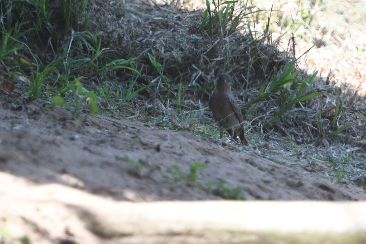 Colinegro Familiar - ML646511445