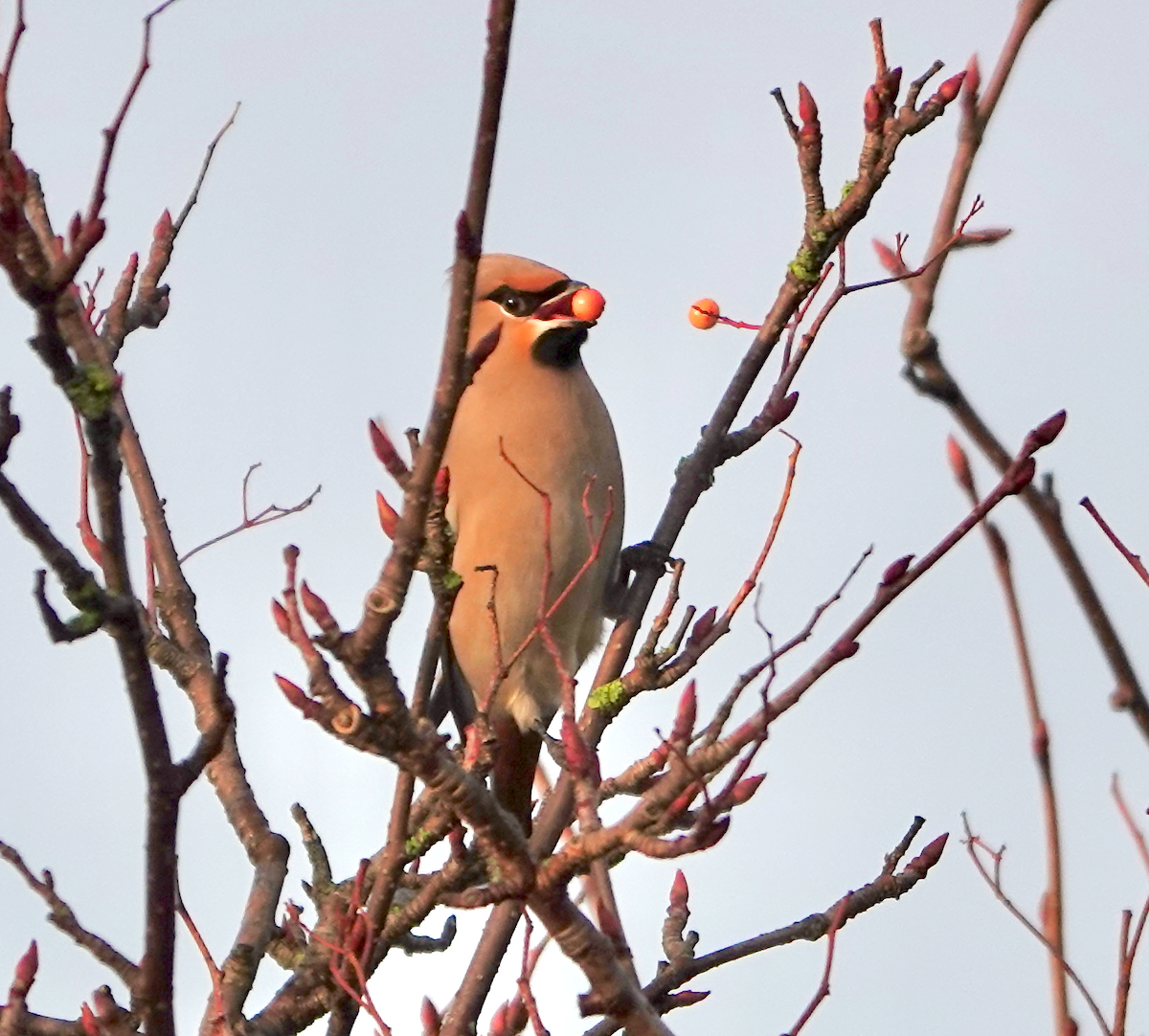 Bohemian Waxwing - ML646511446