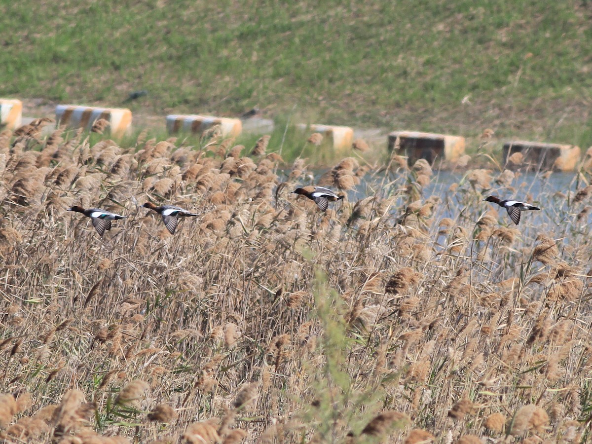 hvízdák eurasijský - ML646511447