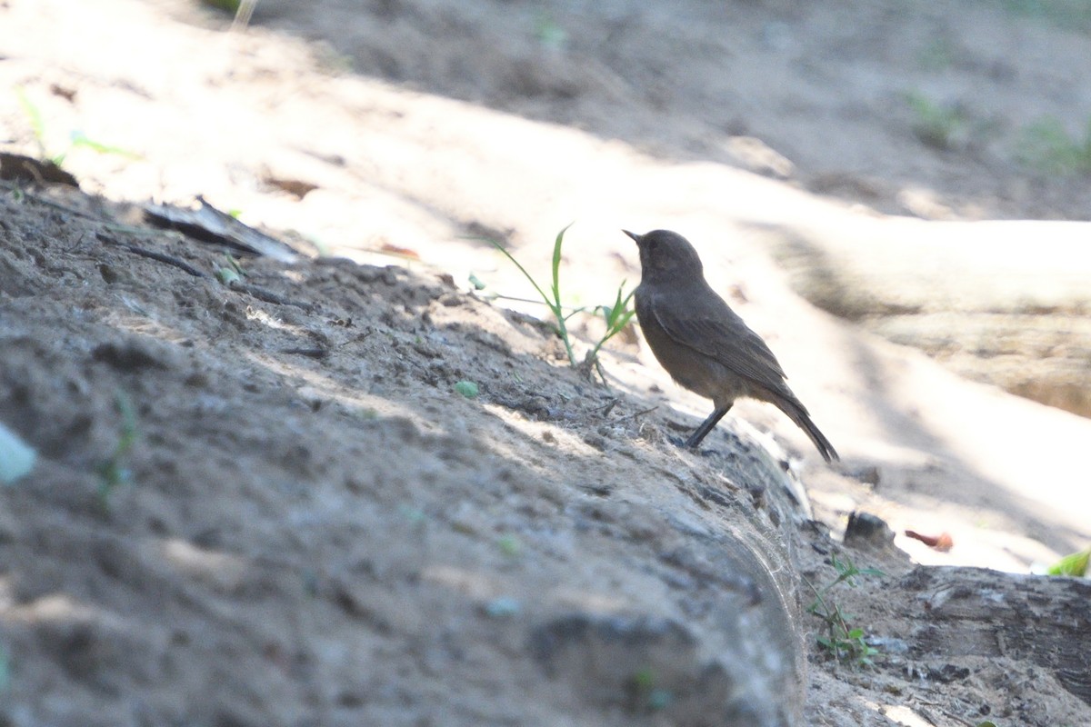 Colinegro Familiar - ML646511448