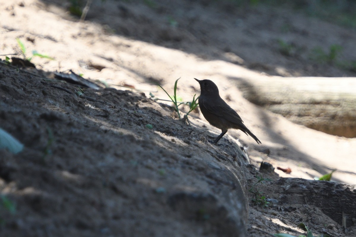 Colinegro Familiar - ML646511449