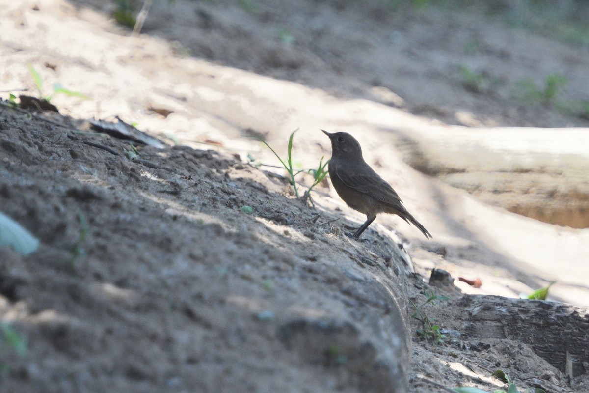 Colinegro Familiar - ML646511450