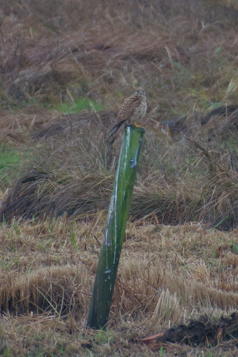 ワタリガラス - ML646511452