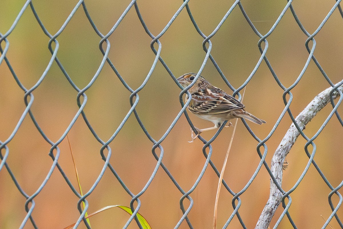 Heuschreckenammer - ML646511457